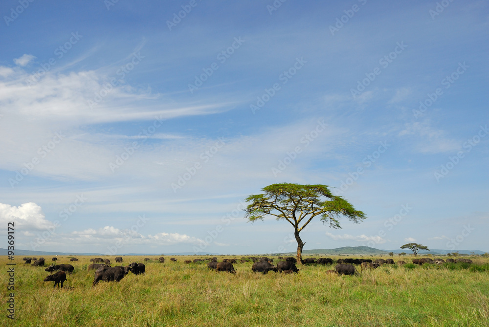 Landscape with wild buffalos and with acacia tree