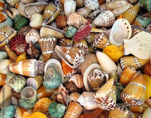 An assortment of exotic shells makes a nice background..