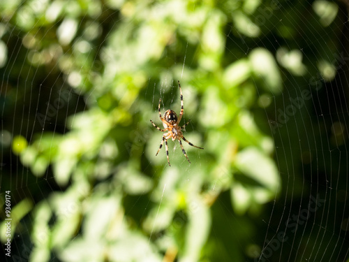 California Argiope