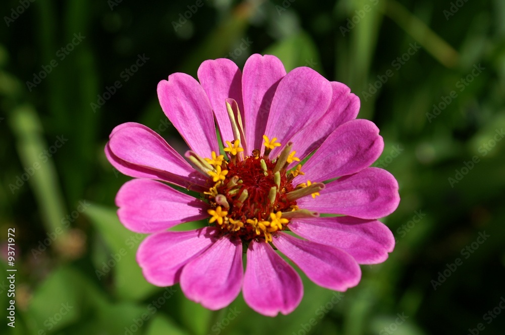 Obraz premium fiore di Monet