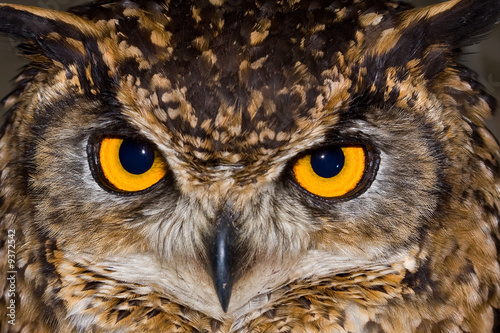 Close-up of a Cape Eagle Owl with large piercing yellow eyes