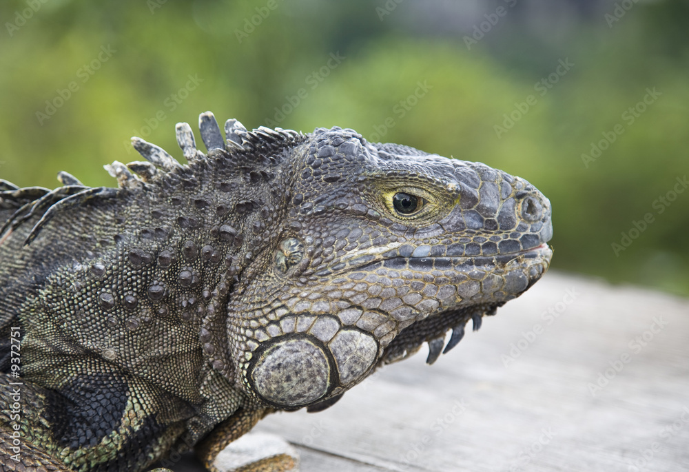 Obraz premium Iguana