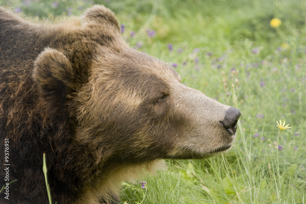 Wild Brown Bear (Ursus americanus horribilis) Wild Brown Bear (Ursus americanus horribilis)