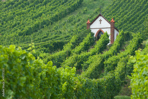church in vineyard