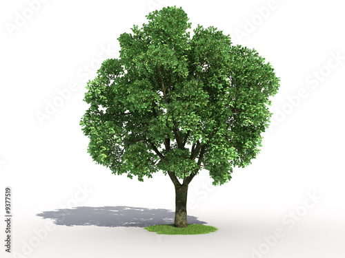 Photos 3d rendering of an isolated elm tree