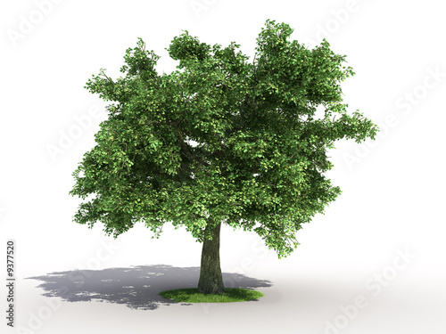 Billede på lærred 3d rendering of an isolated oak tree
