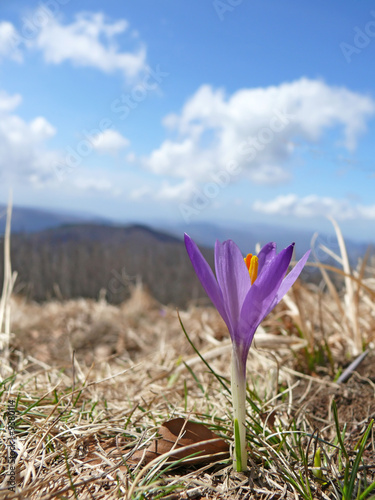 a pourple flower in mountain photo