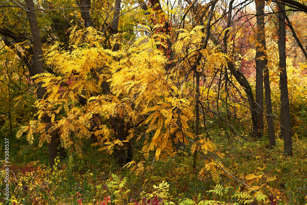 Fototapeta premium Colors of autumn forest