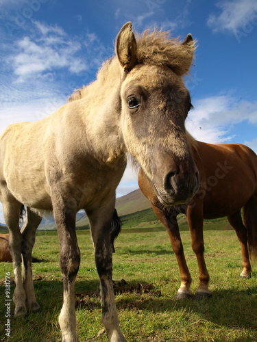 Young white icelandic horse