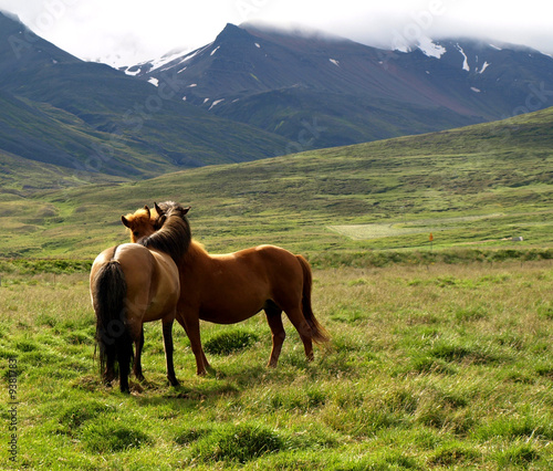 Two horses cuddling up by their necks
