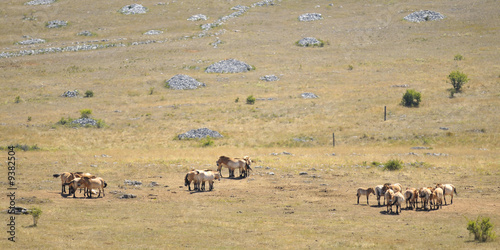 groupe de chevaux de przewalski 3