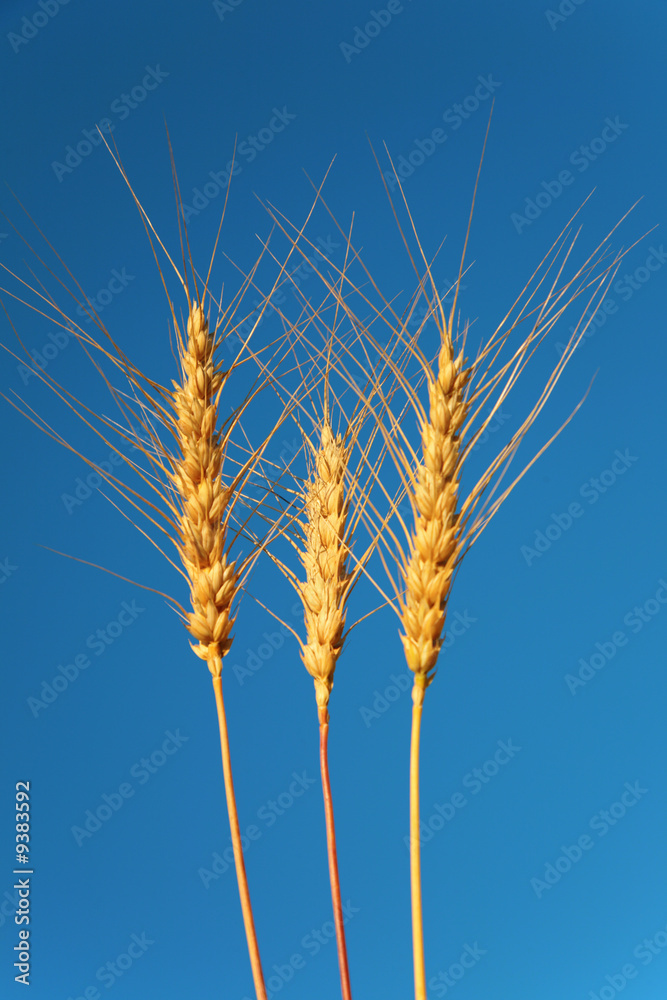 Three ears of wheat against background of sky Three ears of wheat against background of sky
