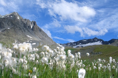 Prairie d'altitude