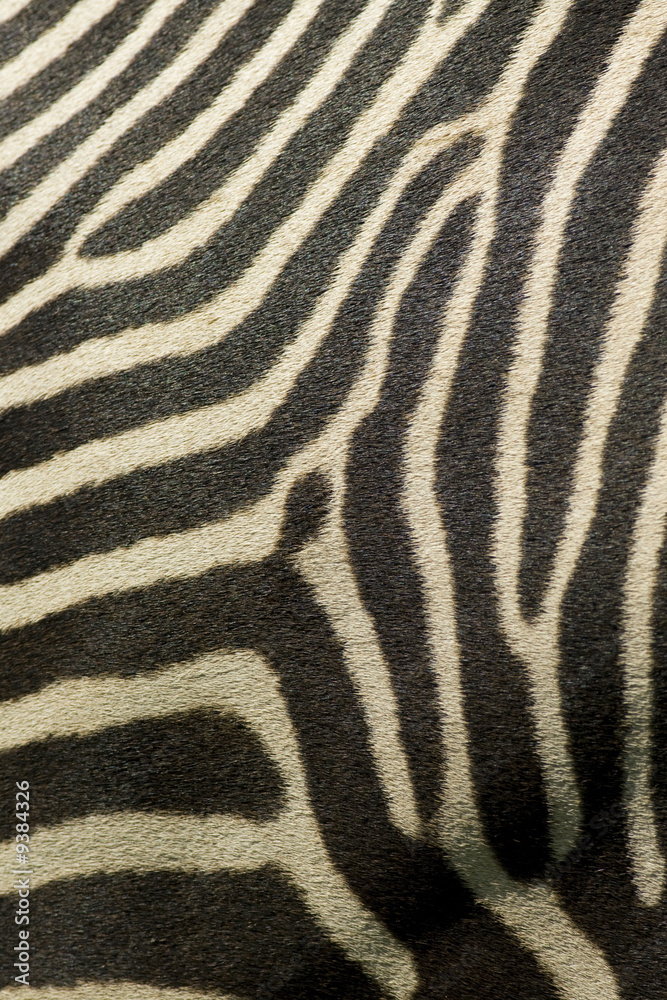 Zebra stripes in close up Zebra stripes in close up