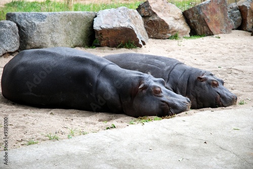Hippopotamus Animal