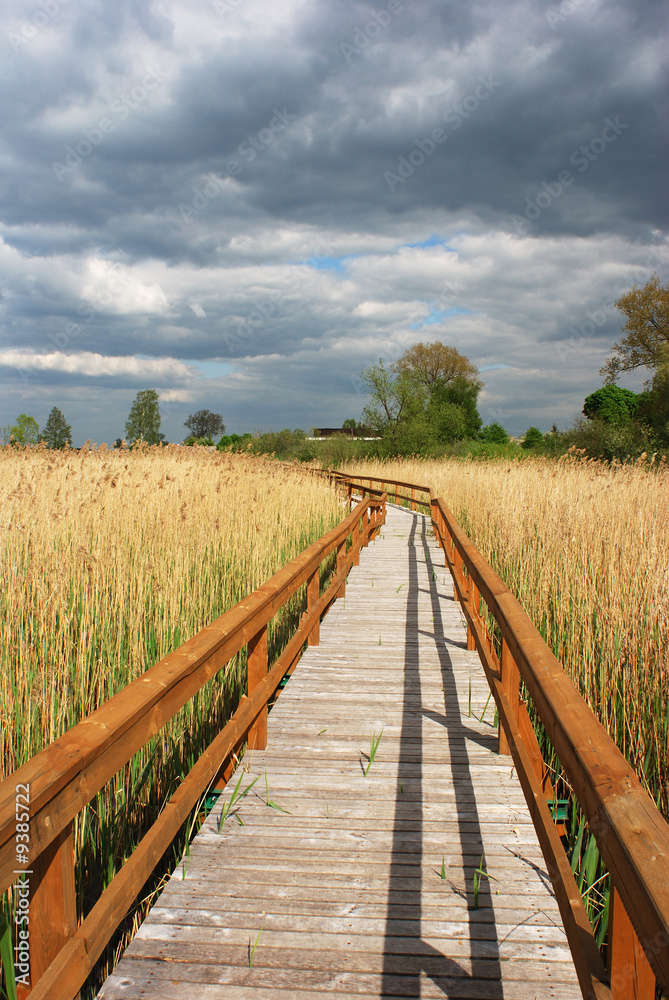 The wooden path in reserve over dying lake Zuvintas, Lithuania.