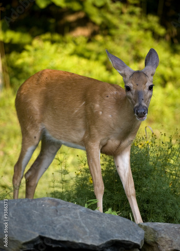 whitetail doe standing on rocks with bright background