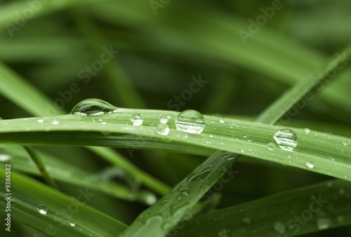 Raindrops On Blades Of Grass