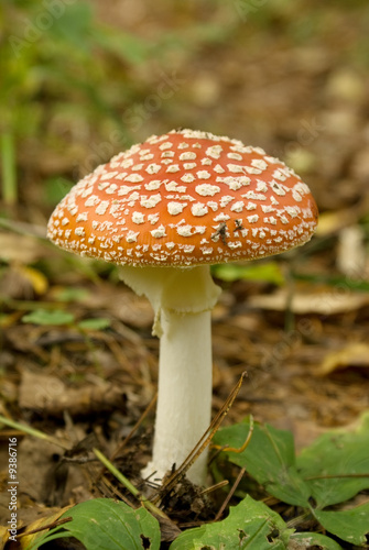 The mushroom a fly agaric grows among leaves