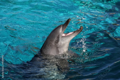 Billede på lærred Playful bottlenose dolphin splashing water and mouth open