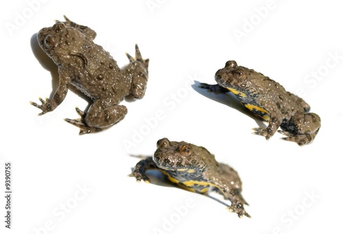 Sonneur à ventre jaune