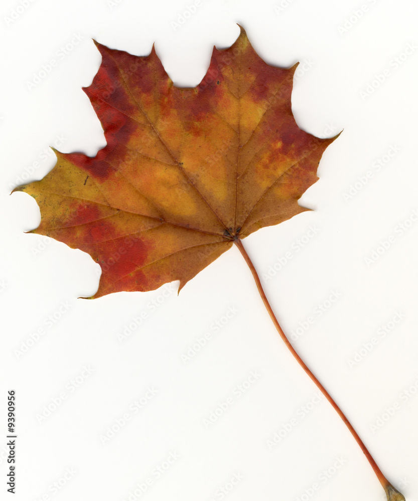 Fototapeta premium herbstlich gefärbtes Ahornblatt