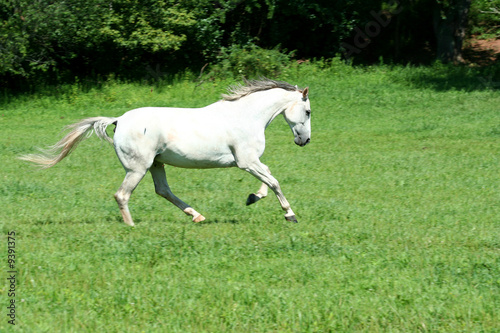 A White horse running in a green field