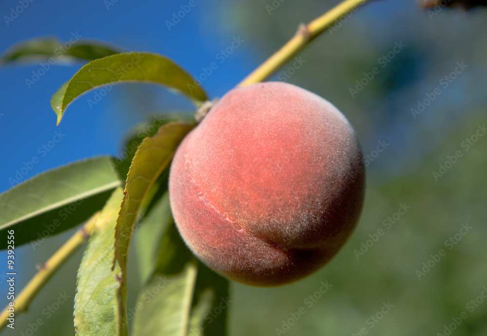 A ripe peach on the tree is perfect