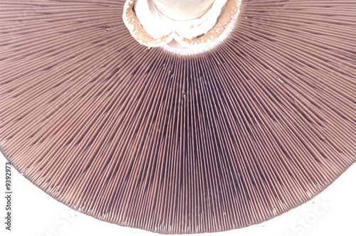 Toadstool