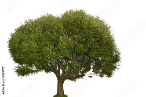 single tree isolated on white background