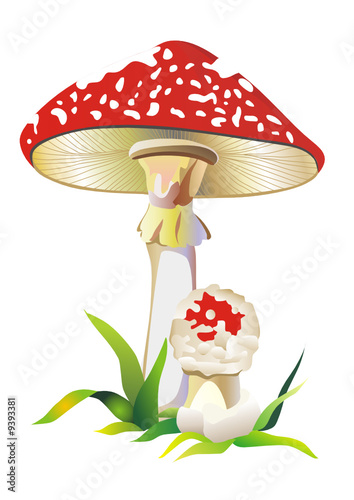 Mushrooms