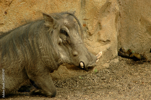 Warthog standing at the zoo