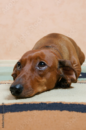 Принти на полотні Cute badger dog is sad