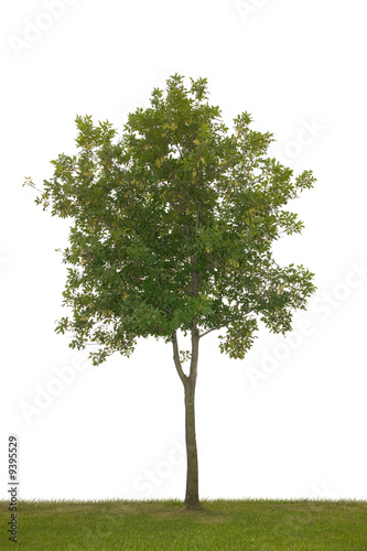 single tree isolated on white background