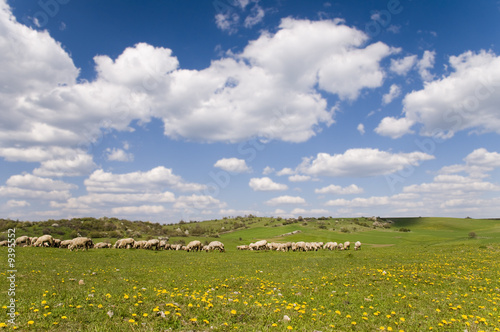 Bild auf Leinwand Sheeps on the grass-land with blue sky and clouds
