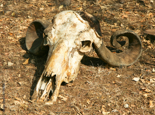 Native Indian decorated buffalo skull in the desert