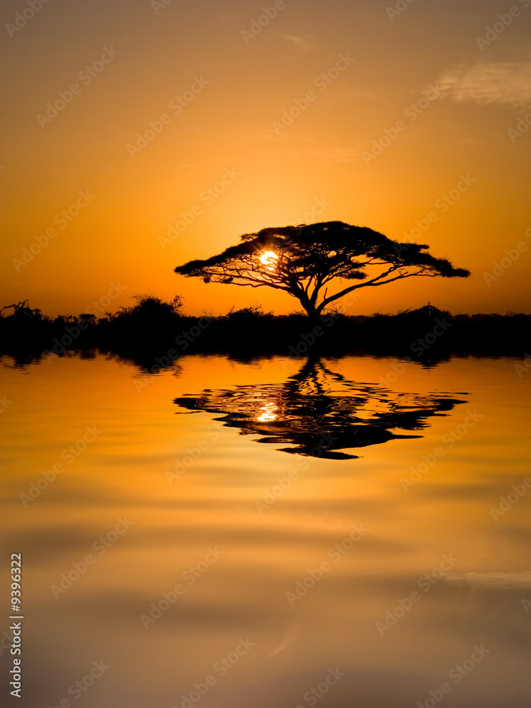 Fototapeta premium Drzewo akacjowe o wschodzie słońca
