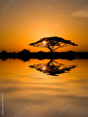 Acacia Tree at Sunrise