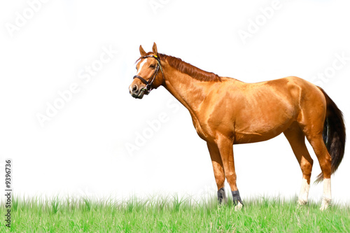 horse isolated