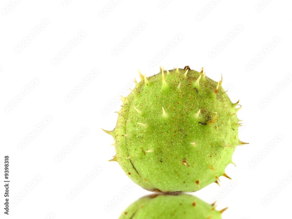 chestnut chestnut
