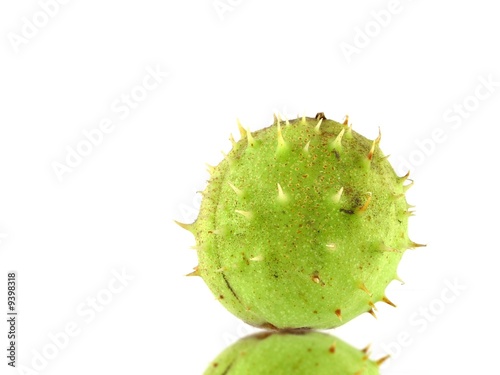 chestnut