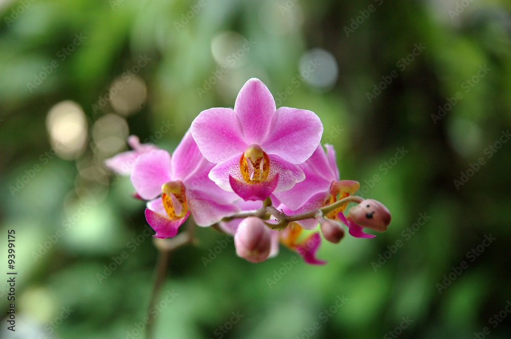 Obraz premium orchid