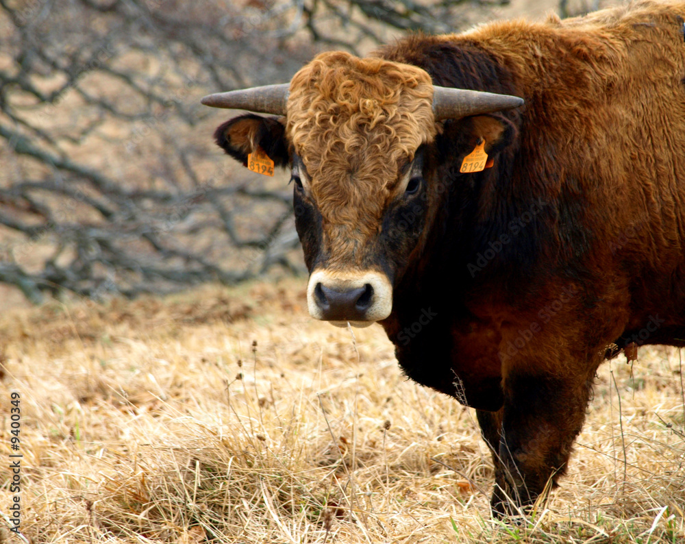 vache vache