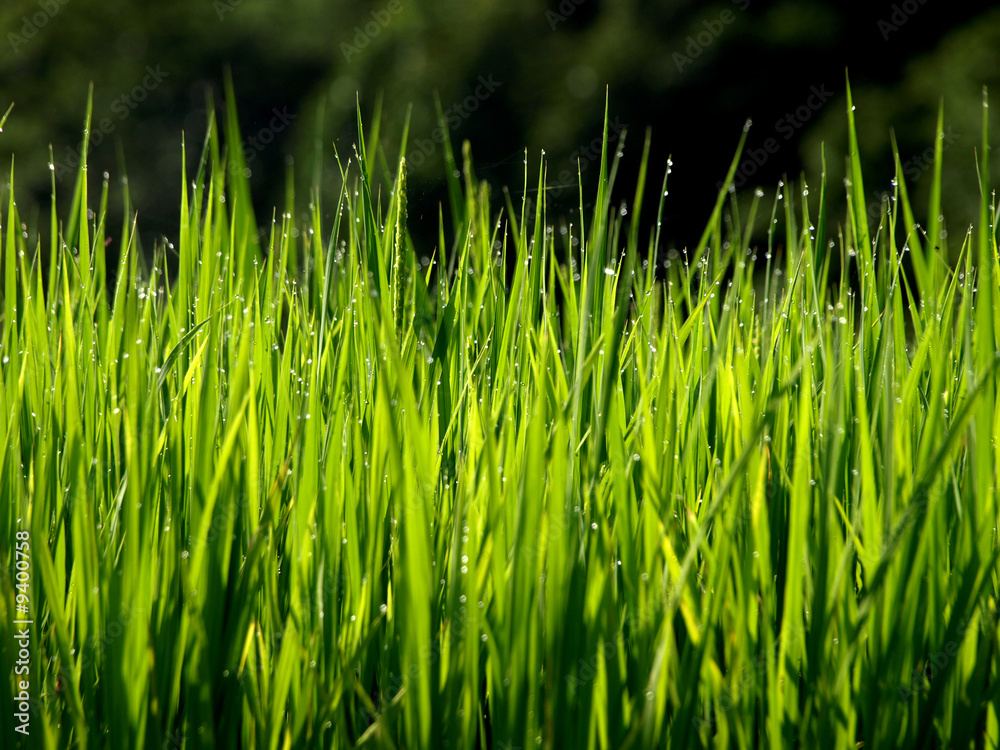 Obraz premium rosée