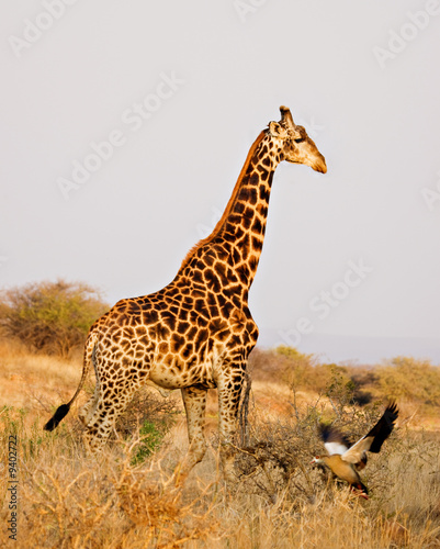 giraffe walking across the african bush