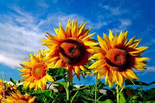 Image of Yellow sunflowers under sky with clouds