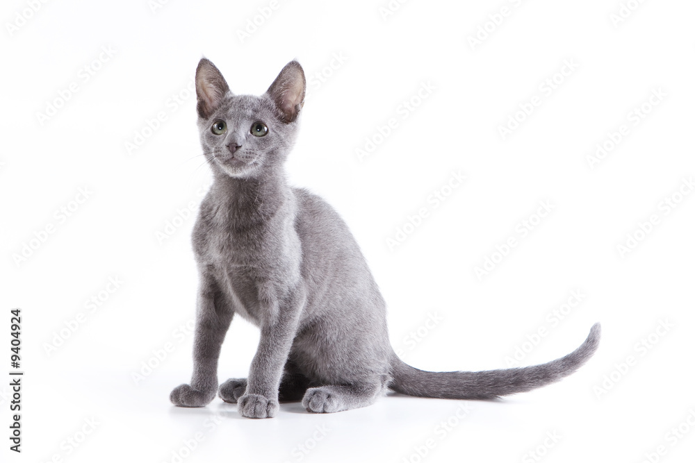 Russian blue kitten on white background