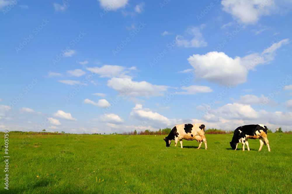 Summer landscape