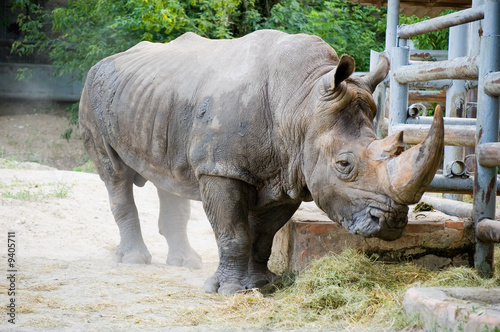 Old rhinoceros has approached to a fence