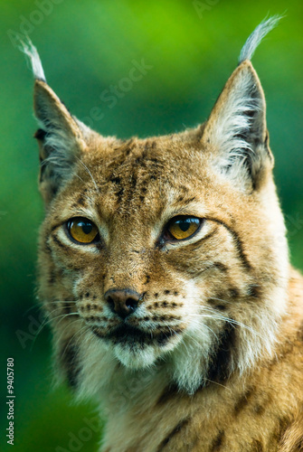 Portrait of a Lynx. Focus is on the eyes.